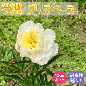 䉖 c v}x[ 12cm|bg zCg N[CG[ VNN K[fjO v^[ h h |