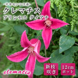 N}`X vZX _CAi 12cmc sN yeLZVXnEV}炫zlG炫