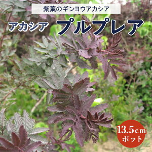 苗 ミモザの人気商品 通販 価格比較 価格 Com 苗 ミモザの人気商品 通販 価格比較 価格 Com