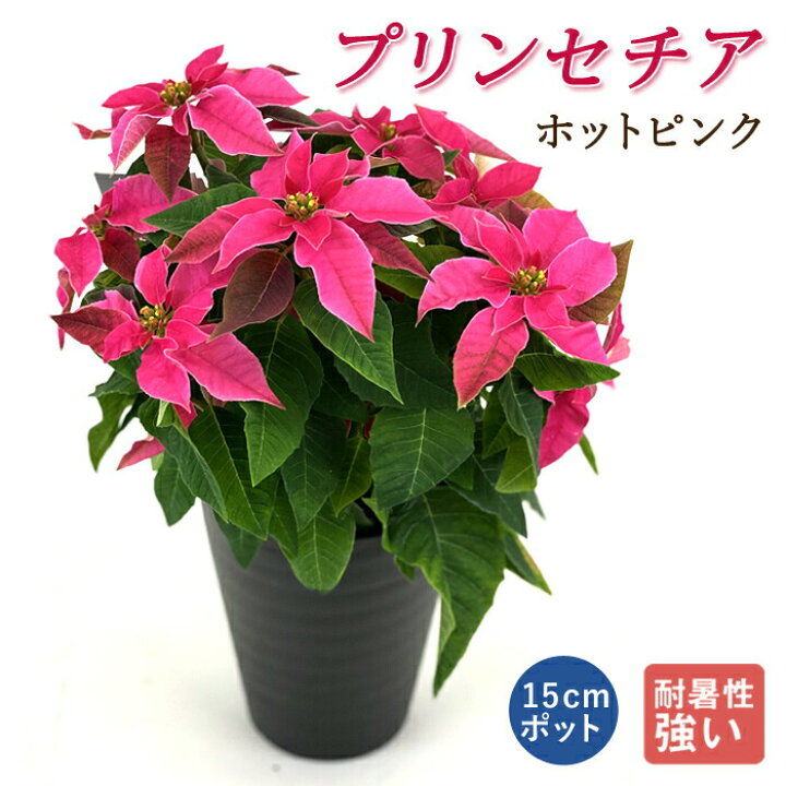 楽天市場 プリンセチア ホットピンク 花 苗 １５cmポット 鮮やかなピンク色 プレゼントにおすすめ 多年草 観葉植物 ピンク 送料無料 花の大和 楽天市場店