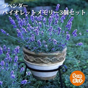 y\Ezx_[ c 3 Zbg oCIbg[ 9cm|bg A ԕ䂪 肪ǂ ԕc h y11{菇z