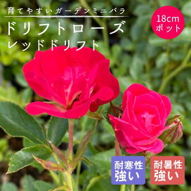 楽天市場】アルス 生花・園芸はさみ ファミリーブラック ガーデニング 