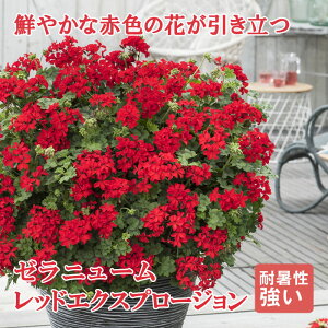 園芸 苗の人気商品 通販 価格比較 価格 Com
