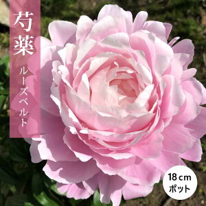 䉖 c [Yxg 18cm|bg F Ⴍ₭ VNN K[fjO v^[ h h |