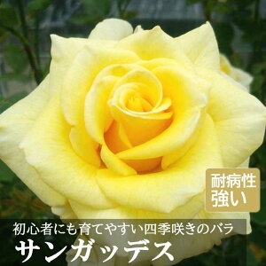 o c TKbfX Ă₷ lG炫 12cm|bg 2Nc   KN [Y SunGoddess