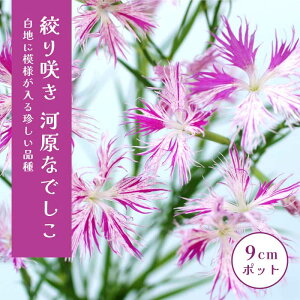 i炫 ͌Ȃł 9cm|bg c  sN R쑐 ͌q ͌ifVR