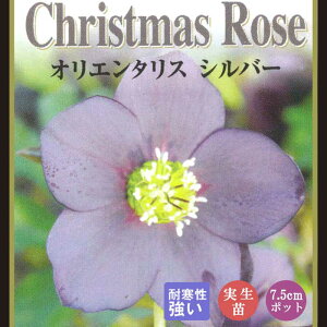 NX}X[Y c Vo[ c 7.5cm  ~ Ԓd ϊ K[fjO w{X