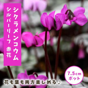 VN RE Vo[[t ԉ 7.5cm|bg c R[ VN t A HA