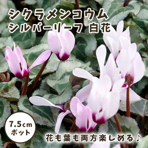 VN RE Vo[[t  7.5cm|bg c R[ VN t A HA