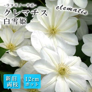 y\EzN}`X P 12cm c F ykMm[TnEV}炫zlG炫  clematis zCgy10{菇z