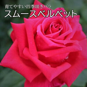 y\z o c X[Xxxbg Ă₷ lG炫 12cm|bg 2Nc  K[f KN [Y rose Smooth Velvet y11{菇z