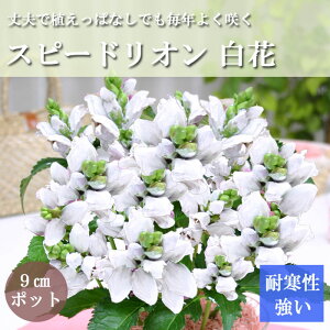 ԕc Xs[hI  9cm|bg K[fjO  ϊ h  c ؂ i
