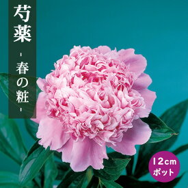 【予約・早割】芍薬 苗 春の粧 （はるのよそおい） 12cmポット 桃色 しゃくやく シャクヤク ガーデニング プランター 宿根草 園芸【10月下旬より順次発送】