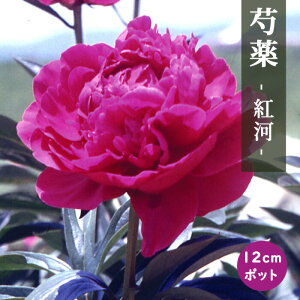 y\Ez䉖 c g ij 12cm|bg ԐF Ⴍ₭ VNN K[fjO v^[ h h |y10{菇z