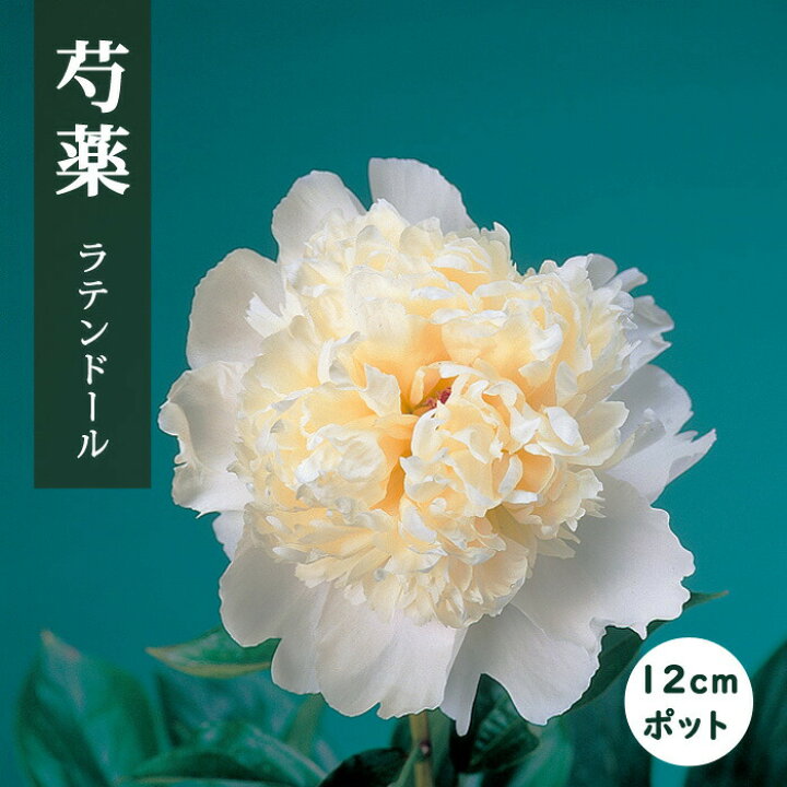 楽天市場】芍薬 苗 ラテンドール 12cmポット 白色 ラテンドレス 