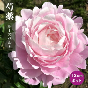 䉖 c [Yxg 12cm|bg F Ⴍ₭ VNN K[fjO v^[ h h |