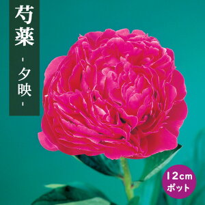 䉖 c [f i䂤΂j 12cm|bg ԐF Ⴍ₭ VNN K[fjO v^[ h h |