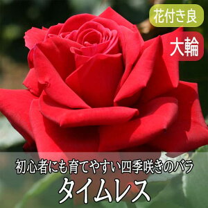 y\z o c ^CX Ă₷ lG炫 12cm|bg 2Nc  KN [Y rose Timeless y11{菇z