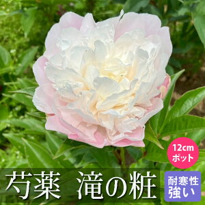 y\Ez䉖 c ̏ρi ̂悻 j 12cm|bg xr[sN VNN K[fjO v^[ h h |y10{菇z