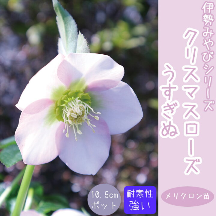 楽天市場】クリスマスローズ 苗 うすぎぬ 10.5cm 伊勢みやび 