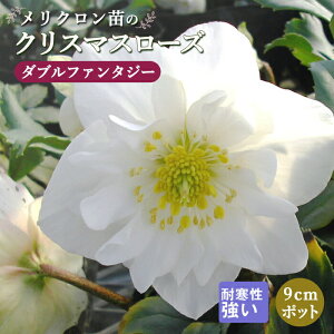 NX}X[Y c _ut@^W[ Nc 9cm|bg ~ Ԓd ϊ K[fjO w{X ~V