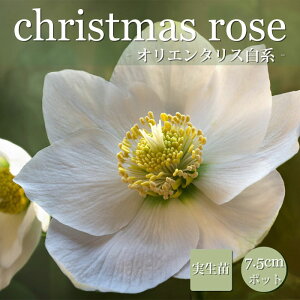 NX}X[Y c n c 7.5cm  ~ Ԓd ϊ K[fjO w{X