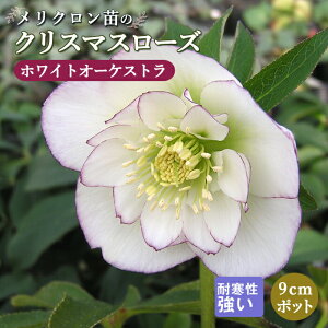 NX}X[Y c zCgI[PXg Nc 9cm|bg ~ ϊ K[fjO w{X ~V