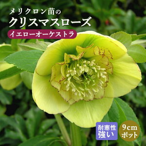 NX}X[Y c CG[I[PXg Nc 9cm|bg ~ ϊ K[fjO w{X ~V