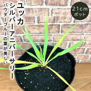 bJ Vo[Ajo[T[ 21cm|bg A  c N E[c ϗtA ϊ Ϗ hCK[f V{c[