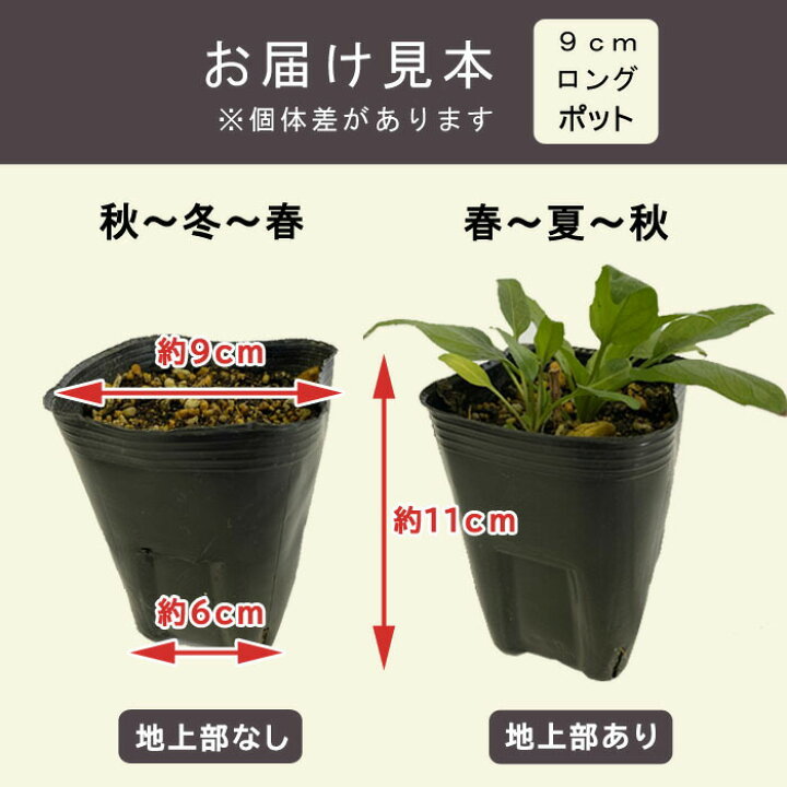 楽天市場 宿根草 苗 エキナセア グリーンツイスター ９ｃｍロングポット 切り花向け しゅっこんそう 多年草 ペレニアル 花の大和 楽天市場店