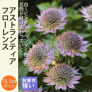 宿根草 苗 アストランティア フローレンス 10.5cmポット 切花向け アストランチア 耐寒性 多年草 ペレニアル