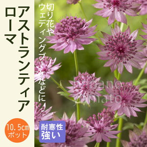 宿根草 苗 アストランティア ローマ 10.5cmポット 切り花向け 耐寒性 多年草 ペレニアル アストランチア