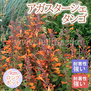 y\Ezh c AKX^[VF ^S 9cmO|bg ɋ 񂻂 N yjAy11{菇z