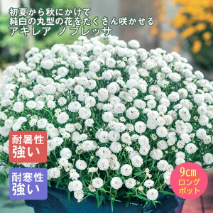 y\Ezh c ALA mubT 9cmO|bg ̒Ⴂ {[_[K[f 񂻂 N yjAy10{菇z