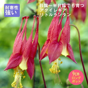 y\Ezh c ANCMA g^ 9cmO|bg A A VF[h K[f 񂻂 Ny10{菇z