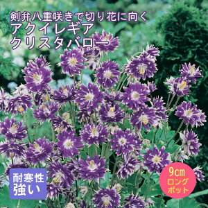 y\Ezh c ANCMA NX^o[ 9cmO|bg ؂Ԍ 񂻂 N yjAy11{菇z