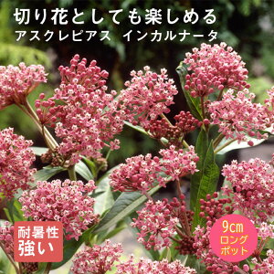 y\Ezh c AXNsAX CJi[^ 9cmO|bg ̍ {[_[ K[f N yjAy11{菇z