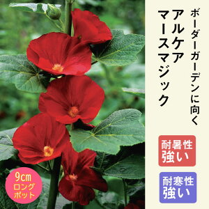 y\Ezh c APA }[X}WbN 9cmO|bg ^`AIC ̍ {[_[ K[f Ny11{菇z