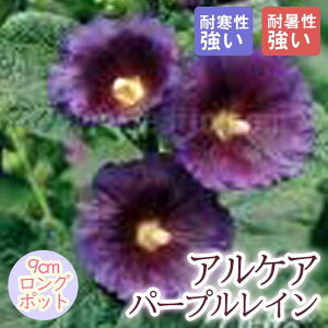 y\Ezh c APA p[vC 9cmO|bg ^`AIC ̍ {[_[ K[f 񂻂y11{菇z