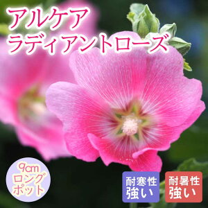 y\Ezh c APA fBAg[Y 9cmO|bg ^`AIC ̍ {[_[ K[f Ny11{菇z