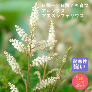 y\Ezh c ANX AGXVtHEX 9cmO|bg A A VF[hK[f 񂻂y10{菇z