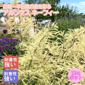 y\Ezv~A h c ANX l[tB[ 12cm|bg 񂻂 N yjAy11{菇z