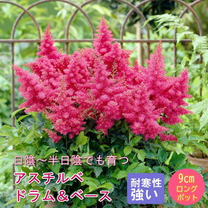 �h���� �c �A�X�`���x �h�������x�[�X 9cm�����O�|�b�g ���A �����A �V�F�[�h �K�[�f�� ��������񂻂� ���N��