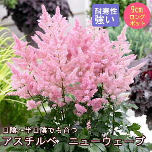 �h���� �c �A�X�`���x �j���[�E�F�[�u 9cm�����O�|�b�g ���A �����A �V�F�[�h �K�[�f�� ��������񂻂� ���N��