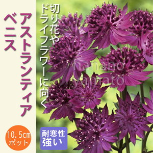 宿根草 苗 アストランティア ベニス 10.5cmポット 切花向け アストランチア 耐寒性 多年草 ペレニアル