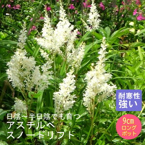 y\Ezh c AX`x Xm[htg 9cmO|bg A A VF[h K[f 񂻂 N y11{菇z