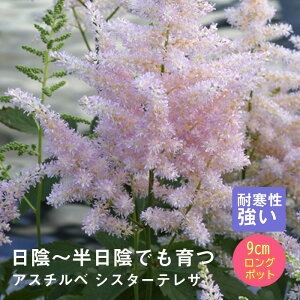 y\Ezh c AX`x VX^[eT 9cmO|bg A A VF[h K[f N yjAy11{菇z