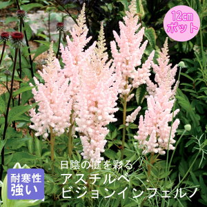 y\Ezv~A h c AX`x rWCtFm 12cm|bg 񂻂 N yjAy11{菇z