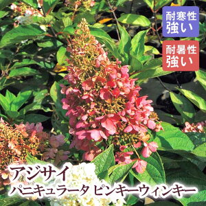 y\EzmEcM sL[EBL[ 21cm܂24cm|bg(TCY܂) c AWTC pjL[^ Vu ؁y11{菇z