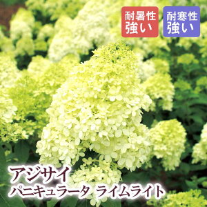 y\EzmEcM CCg 21cm܂24cm|bg(TCY܂) 唫 c AWTC pjL[^ Vu ؁y11{菇z